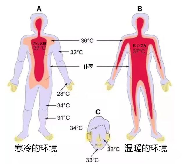 便攜式熱成像測(cè)溫儀